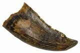 Fossil Raptor (Paronychodon?) Tooth - Wyoming #379789-1
